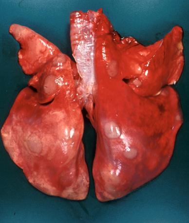 Befall, als beim Damwild Klinik Großer Lungenwurm: Husten, forcierte Atmung