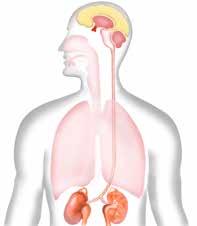 Medikamentöse Therapie Das Ziel der medikamentösen Therapie ist es, die verengten Bronchien zu erweitern, das Abhusten von Schleim zu erleichtern und, soweit möglich, die Lungenüberblähung zu