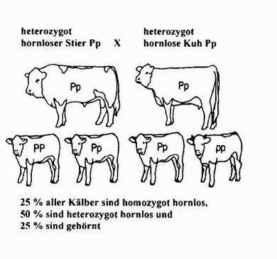 Vererbung des Hornlosgens bei Rindern PS = genetisch