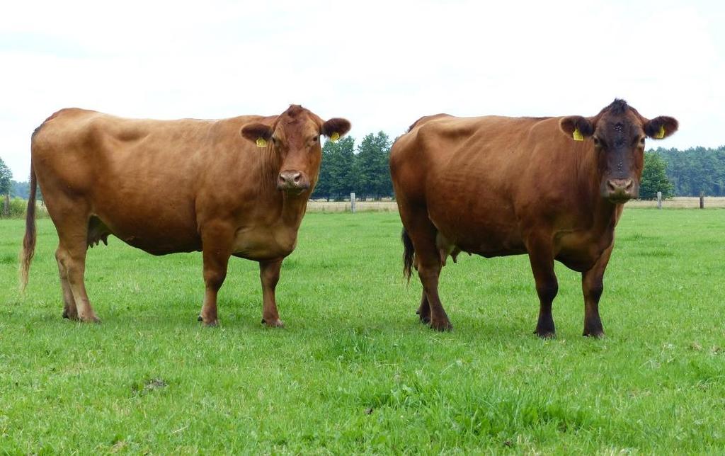 Kühe mit herausragender Zucht- und Fleischleistung Beste lebende Kuh im Zuchtgebiet: Anguskuh Lilo ( Comet x Corpus) geb.: 31.10.