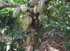 Von der Blüte zur Frucht 5 Monate Ernte der reifen Früchte Fermentation 5 6 Tage Lagerung in Sammelzentren Kakao Lagerung in Verbraucherländern Lagerung der Früchte für 0 10 Tage Öffnung der Frucht