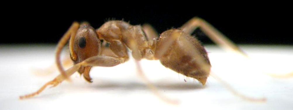 Ameisen Lasius Insecta Hymenoptera (Hautflügler) Formicidae (Ameisen) Formicinae