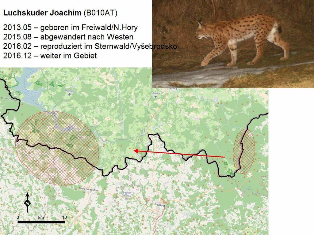 Abb.: Luchsmännchen Joachim; Illustration: ALKA Wildlife & Luchsprojekt Österreich Nordwest Luchs Jan Luchsmännchen Jan wurde 2014 geboren im oder um den Nationalpark Bayerischer Wald.