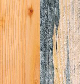 Was Sie sonst noch beachten sollten Holzschutz mit RAL-Gütesiegel Isolierung von Holzinhaltsstoffen Oftmals ist im
