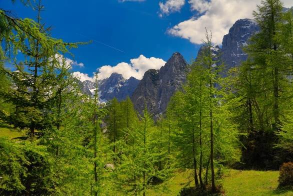 grüne Wälder, ein hohes