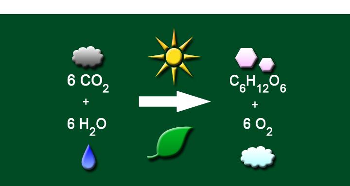 6 H 2 O Licht- + 6 O 2 + + 6 CO energie 2 = C 6 H 12 + Chlorophyll 2. Der folgende Satz drückt die Fotosyntheseformel in Worten aus.