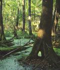 Einzugsgebiet geprägt sind. Die Waldmoore an sich können sowohl bewaldet als auch gehölzfrei sein.