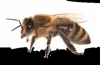 Dann teilt sie diese Positionsdaten den anderen Bienen mit einem Rundtanz oder dem Schwänzeltanz mit. So erfahren die Kolleginnen, wo sie Futter finden.
