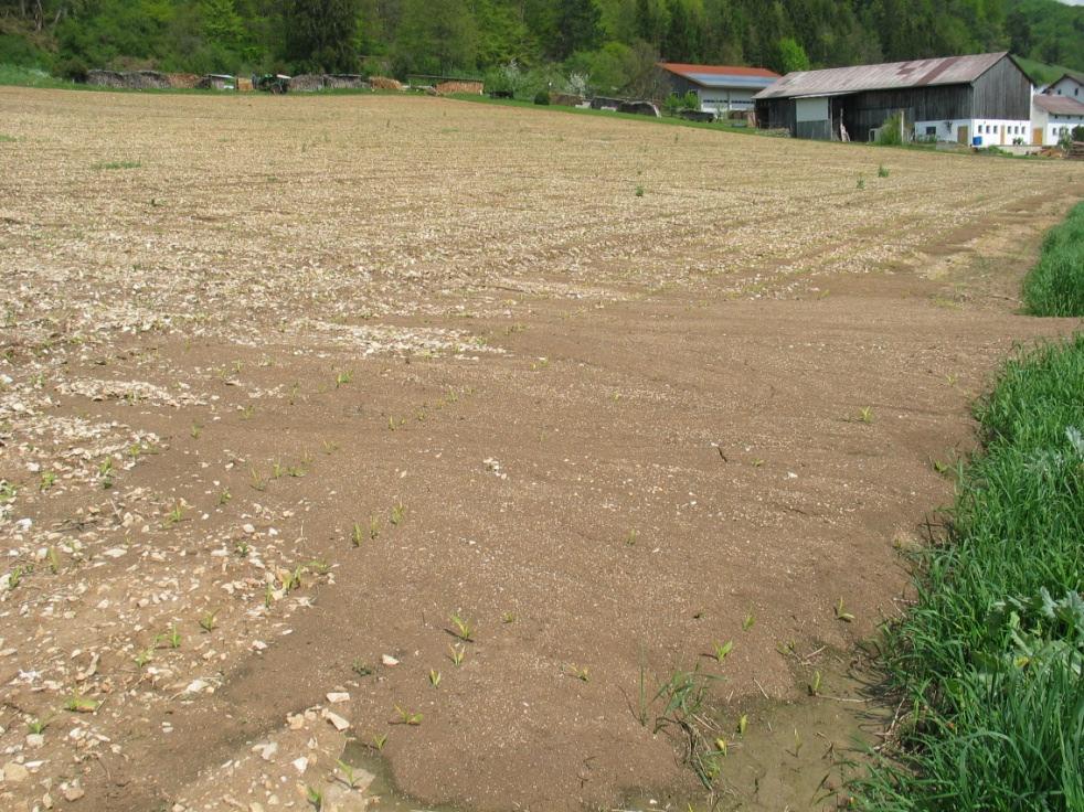 Verlust kostbarer Krume 11 Handlungsfeld Landwirt Kein Maisanbau in besonders steilen Lagen. Statt dessen: Kleegras oder Luzerne.