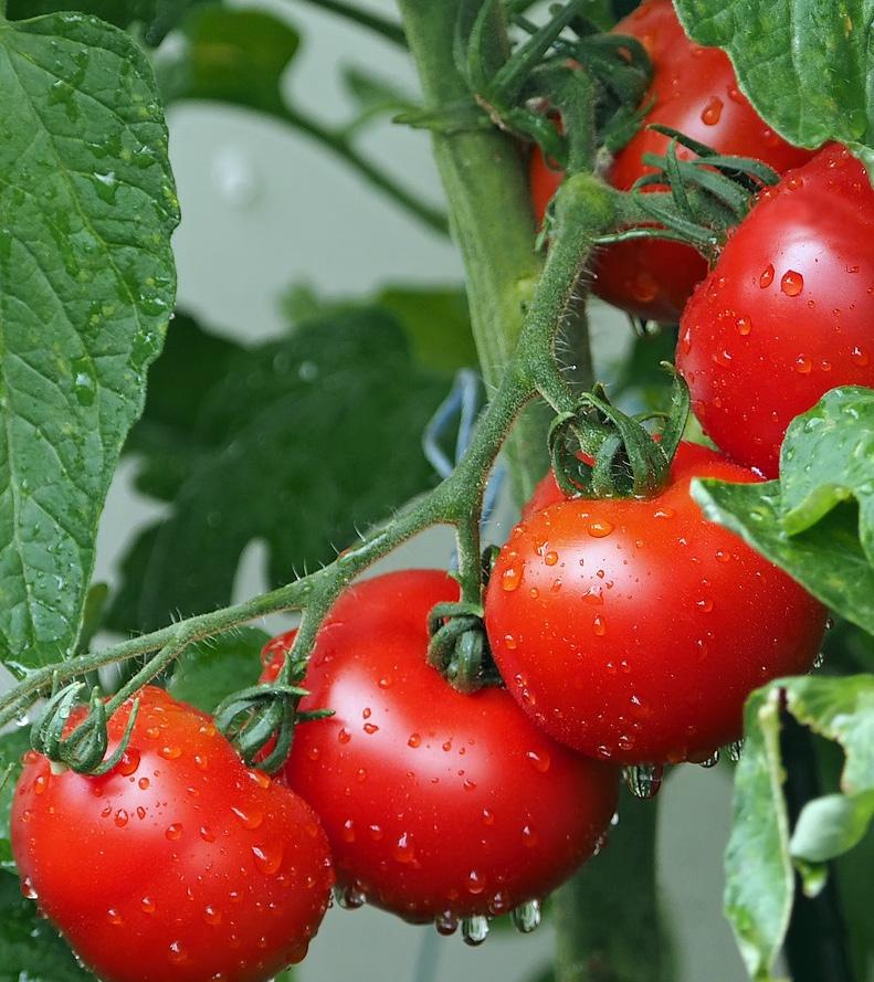 16 Dürfen Hunde Tomaten essen Welche Tomaten sind giftig? Gesundes Hundefutter besteht nicht nur aus Fleisch, sondern auch aus Gemüse und Obst. Aber darf dein Hund jedes Gemüse essen?