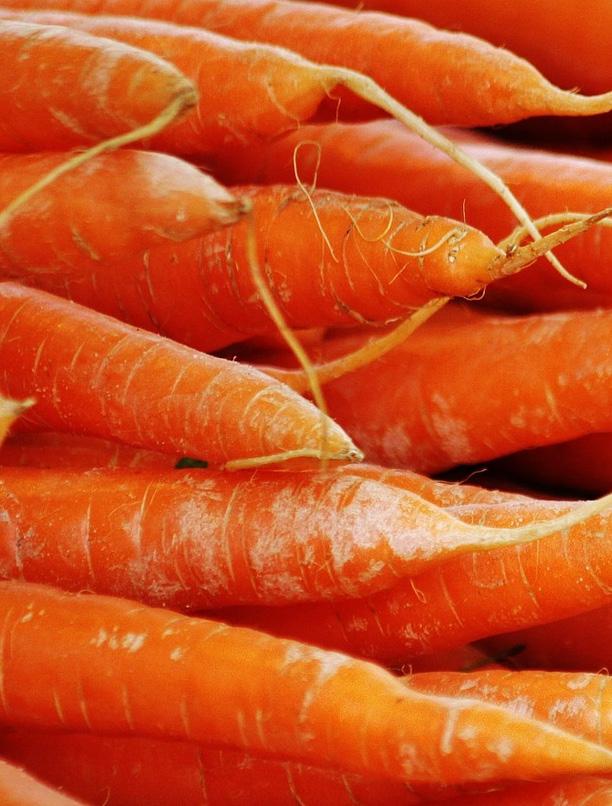 Karotten Karotten bereichern den Speiseplan bereits seit der Steinzeit, die Pfahlwurzeln sind heute aus dem Speisplan von Menschen und Hunden nicht mehr wegzudenken.