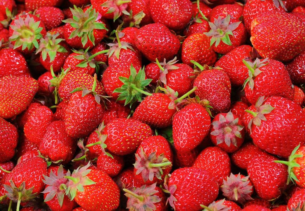 Dürfen Hunde Erdbeeren essen Das solltest du beachten Obst ist eine wichtige Nahrungsergänzung für deinen Hund. Es enthält wertvolle Vitamine, Mineralstoffe und Ballaststoffe.