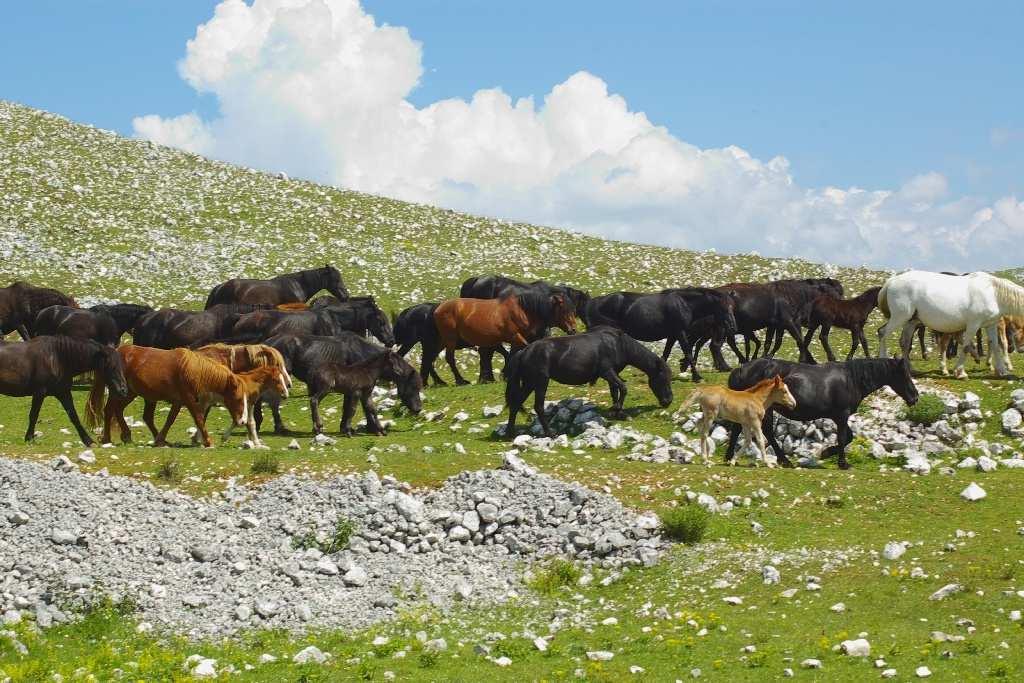 Soziale Organisation Herden sind in Harems und Junggesellengruppen unterteilt.