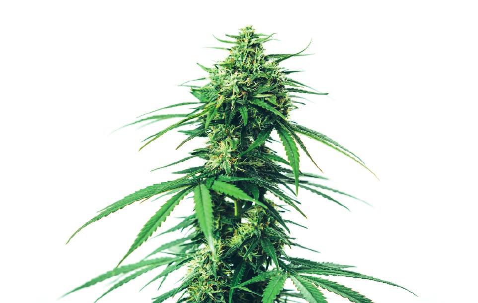 Was ist Cannabidiol (CBD)? Wie wirkt Cannabidiol? Hanf (Cannabis sativa L.) ist eine der ältesten bekannten Kulturund Heilpflanzen. Seine therapeutische Wirkung wird seit Jahrtausenden genutzt.