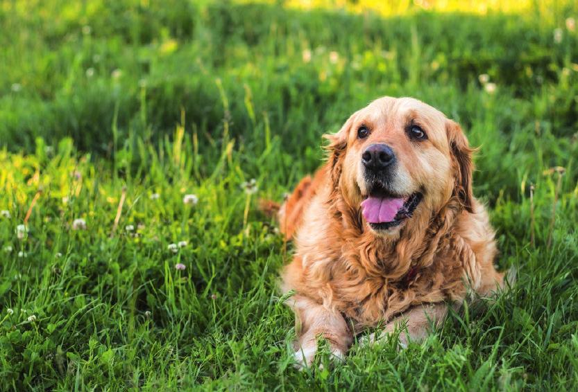 Cannabidiol für Haustiere Was sind mögliche Anzeichen für Stress? Bei Hunden können u. a.