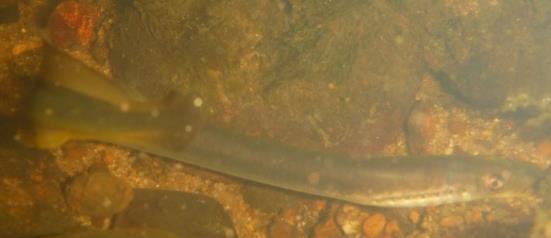 Rundmäuler (Cyclostomata) Die Rundmäuler gehören nicht zu den Stammbaum der echten Fische, sie sind nicht mit den Knorpel- oder Knochenfischen verwandt.