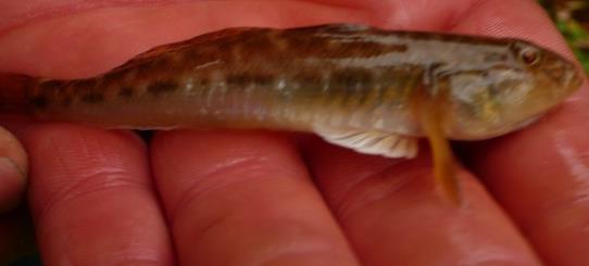 Grundelartige (Gobuiiformes) Die Familie der (Gobiidae) Grundelartigen gehört zu den Barschverwandten Knochenfischen. Die relevanten Arten gehören alle zu den s.g. Neozoen, den nicht heimischen Tierarten.
