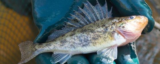 sich vorwiegend räuberisch und haben wichtige Funktion im Raubfisch-Friedfischverhältnis; Laichzeit von März bis Juni.