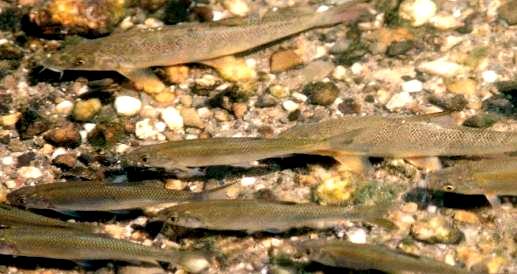 Uferrenaturierung Fischarten, die von Uferrenaturierungen besonders profitieren: Forelle Äsche Groppe Bachneunauge Nase Barbe