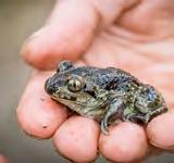 Laichgewässern für Amphibien wurden in 2017 die Bedingungen für den Weißstorch weiter verbessert.