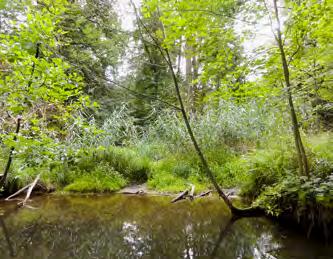 Wasser- und Bodenverband Nördlicher Spreewald Lübben (Spreewald) Da die Wasserburger Spree in der Förderung NaturSchutzFonds Vergangenheit begradigt und verengt 12.