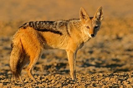 Schabrackenschakal: EcoView - Fotolia.com Kojote: Einziger Hunde sechs Huftieren.