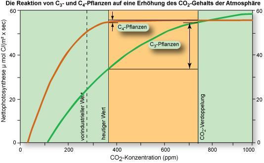 CO 2 -Konzentration [ppm] CO 2 -Konzentration in der Atmosphäre wiki.bildungsserver.de, nach Chmielewski 1998 https://www.esrl.noaa.