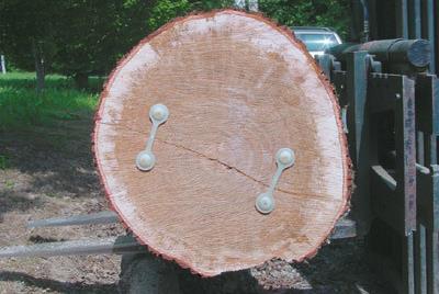 Wald - Baum - Holz Nach der Fällung Auf dem Weg vom Baum zum Holzprodukt lauern Gefahren (Knigge und Schultz 1966, Bues 2002) - S-Haken - Klammern - Wellenband -