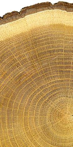 Holzanatomie Makroskopische Erscheinung, Splint und Kern Der Prozess der Verkernung beruht auf strukturellen und chemischen Veränderungen der Holzzellen.