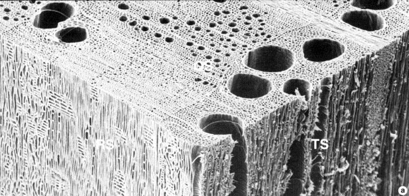 Holzanatomie Mikroskopischer