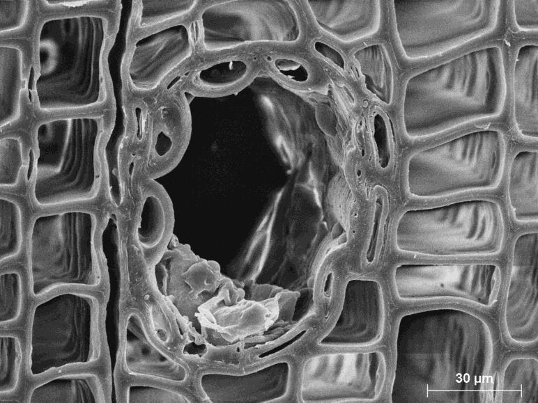 Holzanatomie Mikroskopischer Aufbau, Nadelholz - Harzkanäle Querschnitt