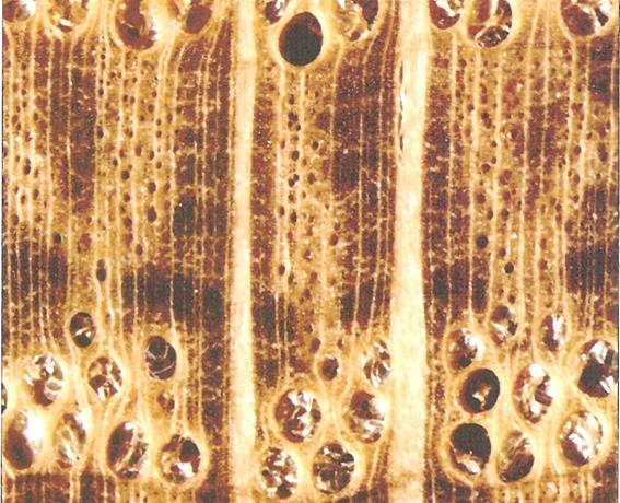 Holzanatomie Makroskopische mikroskopische Merkmale Tracheiden mit Schraubenartigen Verdickungen der Zellwände Makroskopische Merkmale