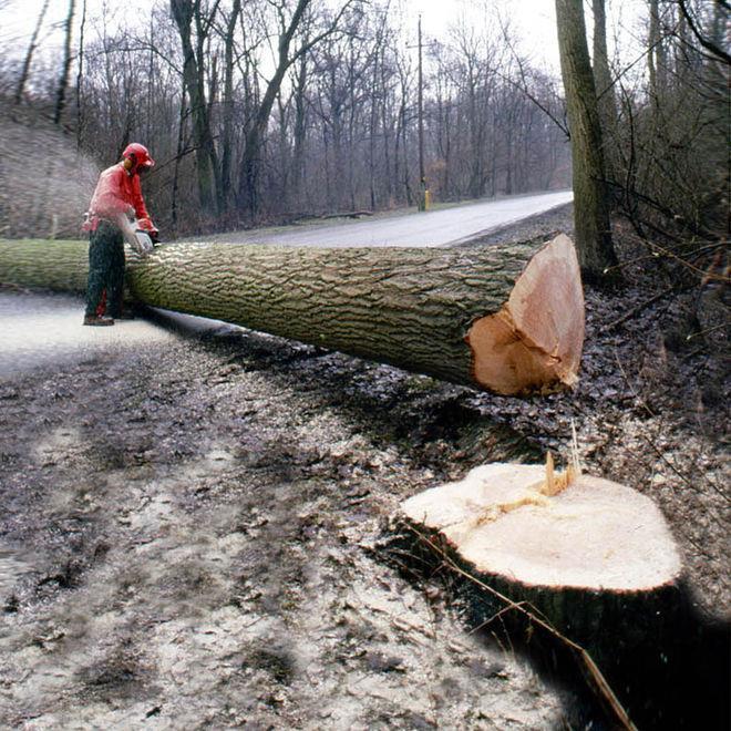Wald - Baum - Holz Fällung Auf dem Weg vom Baum