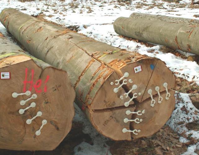 Wald - Baum - Holz Fällung Auf dem Weg vom Baum zum Holzprodukt lauern Gefahren (Knigge und Schultz