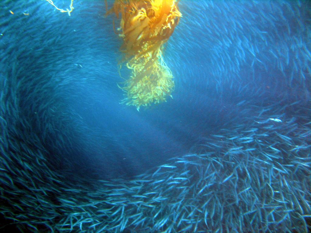 COHDA Motivation aus der Natur Beispiel Fischschwarm Kein Fisch braucht Informationen über gesamtes System Aktionen einzelner Fische