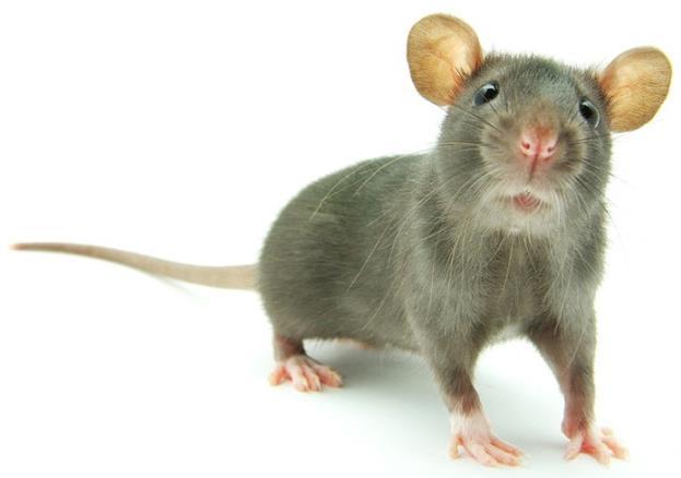 Pinto Bohne (mg/g Proteine) Limitierende AS: Tryptophan Wahre Proteinverdaulichkeit bei der Ratte für die Pinto Bohne: 73%