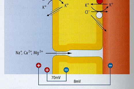 (Na + -K + -2Cl - Kotransporter