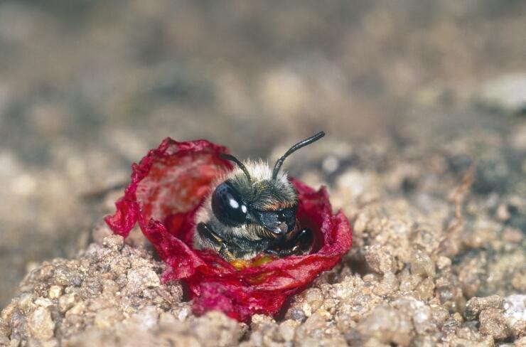 Typischer Nahrungs- und Brutspezialist: Die Mohnbiene Das Weibchen schneidet für die Auskleidung des Nestes Blattstöckchen aus einer Klatschmohnblüte heraus.