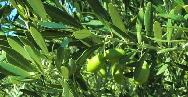 Huile d olive feinstes Olivenöl 500 ml 4 Sorten aus der