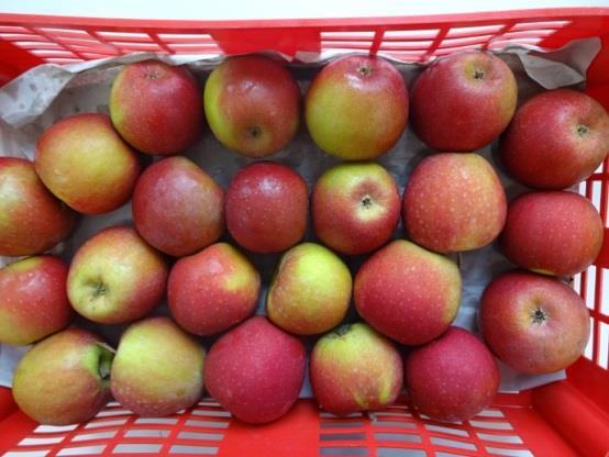 Ausdehnung der Vegetationsperiode, Temperaturanstieg Begünstigung des Obstbaus Lange warme Herbstperioden können die Fruchtgröße sowie -qualität bei Apfel positiv beeinflussen (ca. 10 % Mehrertrag).