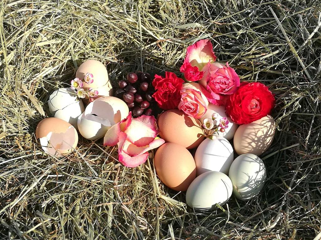 2,'Packstellenabgabepreise Woche 01/2013 (31.12.2012-06.01.2013)9, Marktbericht der AgrarMarkt Austria für den Bereich Eier und Geflügel Gemäß des 3 Abs. 1 des AMA-Gesetzes 1992 (BGBl. Nr.