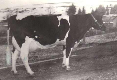 Historie der Zucht auf Hornlosigkeit Genetische Hornlosigkeit bei Rindern ist schon sehr lange bekannt führte aber in der