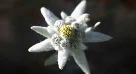 Verbotsirrtum Sachverhaltsirrtum 1. Wanderer pflückt Edelweiss.