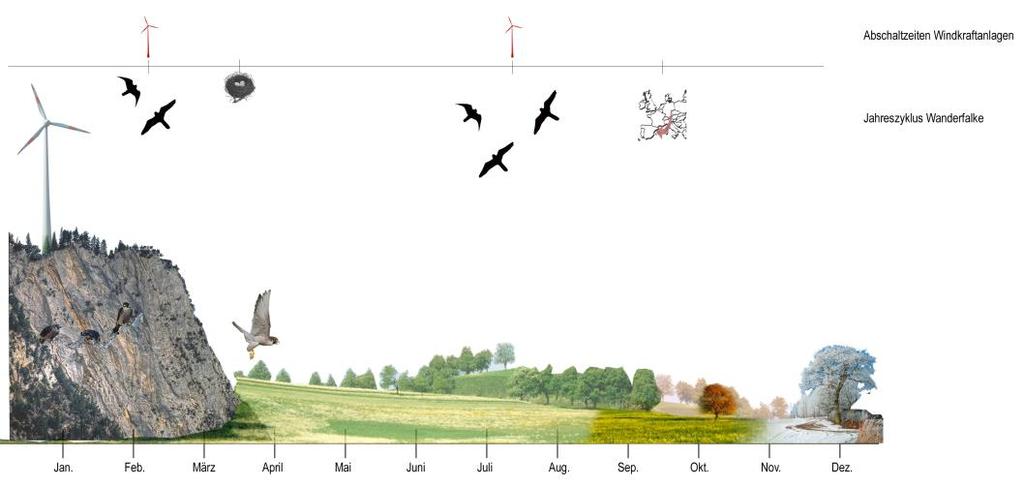 Planungsphase Umgang mit den Ergebnissen der Brutvogelkartierung Wanderfalke auf unter 500 m zum