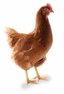 LOHMANN SANDY ist eine weiß gefie derte Henne für die Produktion cremefarbener Eier.