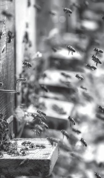 Im Anschluss an die Führung kann der einzigartige Film über den Bienenlehrpfad angeschaut werden. Samstag, 04.05.19, 13.00 15.