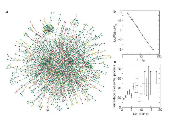 Graph von Protein-Wechselwirkungen (Hefe) Jeong, Mason, Barabási & Oltvai,