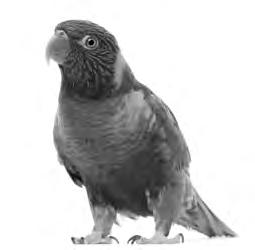Kapitel 1 Speech prompt 2: Who are you? 1. Polly is a clever parrot. She can speak English and she has got an identity card.