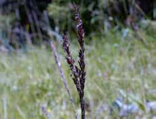 Molinia caerulea Cirisium oleraceum Symphytum officinale Mentha longifolia Periscaria
