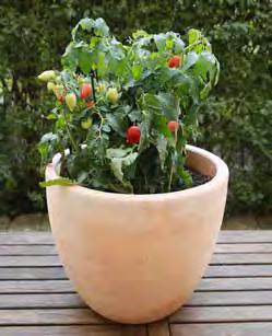 Tomaten pflanzen Jeder kann sich eigene Tomaten halten. Man kann Tomaten aussäen oder anpflanzen. Doch welche Sorte sollst du wählen? Wo stehen Tomaten am besten?
